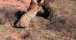 Tiger Fight