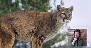 What's the Difference Between Mountain Lions, Pumas, and Cougars? | Digital Discovery