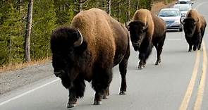 Driving in Yellowstone: 10 Things You Need to Know - We're in the Rockies