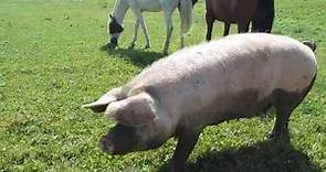 Sow Pig Hogging (In Heat)