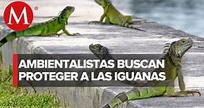 Ambientalistas buscan preservar a la iguana "oaxacana", especie en peligro de extinción