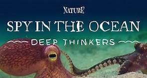 Nature:Preview of Spy in the Ocean: Deep Thinkers Season 42 Episode 2