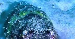 The Dumbo octopus is the deepest-living genus of all known octopuses. It lives at least 13,100 feet (4,000 m) below the surface.Underwater life #ocean #underwater #oceanlife #fish #foryou #fyp #underwater #pacifica #pacificocean #pacif #treasure #fyp#osean #OMG #virals #viralreelsfb #viralvideo #viralshort #viralposts #viralshorts #viralreels #viralpage #viralpost #viralreelsシ #viralpost2023 #tranding #trandingreels #tranding #trandingvideo #tranding2023 #trandingshorts #trandingreels2023 #seali
