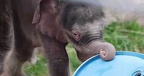 Adorable twin elephant babies born in Upstate NY