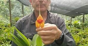 Tour por colección de orquídeas Masdevallia - Alma del Bosque