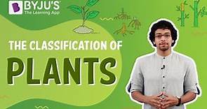 The Classification Of Plants - BYJU'S