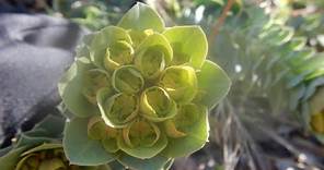 How to safely remove Myrtle Spurge (Euphorbia myrsinites)