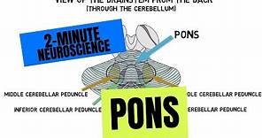 2-Minute Neuroscience: Pons