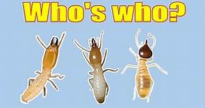 How to Identify Termite Species. Don't get it wrong!