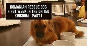 Romanian Rescue Dog - Part I - First Week in the United Kingdom - Adoption Journey