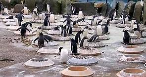 New Penguin Cam at Edinburgh Zoo