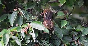 Tamias striatus EASTERN CHIPMUNKS getting nest material, feeds on berries 9084797