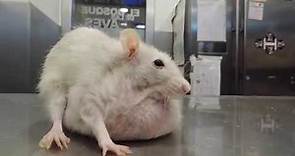 CAP 201. Veterinario de roedores. Hoy una RATA con un ENORME tumor que venía para eutanasia
