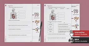 Digestive System Worksheet - KS3 Secondary Resources