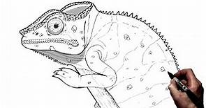 How To Draw A Chameleon | Step By Step