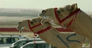 High-Tech Camel Races | Wild Arabia