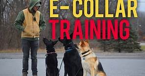 How to safely use the E Collar- Dog training with America's Canine Educator
