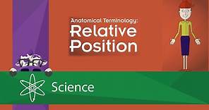 Anatomical Terminology: Relative Position
