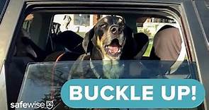 Car Safety for Pets | Traveling Safely with Big Dogs, Little Dogs & Cats