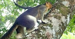 Giant Squirrel in Sepilok Borneo