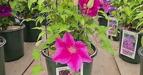 Clematis 'Kilian Donahue' // Wonderful, very COLORFUL, Easy to Grow Flowering Vine
