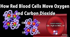 How Red Blood Cell Carry Oxygen and Carbon Dioxide, Animation