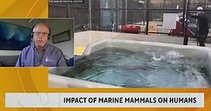 Conserving Marine Mammals Lives