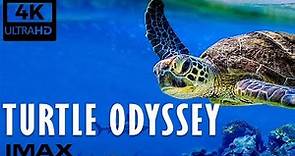 🐢 Turtle Odyssey - Documentaire Science Et Nature - IMAX UHD 4K (2019)