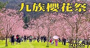 【九族櫻花祭】2022最漂亮富士櫻，粉紅登場。（2022.2.26 手機拍攝）