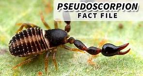 Pseudoscorpion Facts: the FALSE Scorpion 🦂 Animal Fact Files