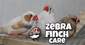 Zebra Finch Care For Beginners