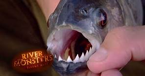 The Brutal Black Piranha | PIRANHA | River Monsters
