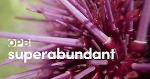 Purple sea urchin's delicious explosion -Superabundant S1 E2
