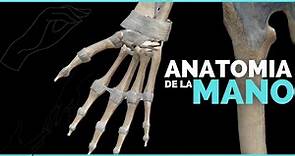 ✅ANATOMIA DE LA MANO | TODOS SUS HUESOS | Anatomia en Enfermeria