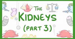 Biology - Kidney Failure (Kidneys Part 3/3) #29