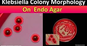 Klebsialla Colony Morphology On Endo Agar