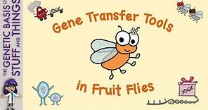 Transformation of fruit flies: How transposons helped decode the fruit fly genome