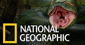 National Geographic Wild Anaconda Nat Geo animals Documentary HD 2021