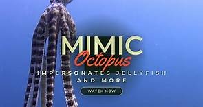 The Mimic Octopus - impersonates jellyfish, flatfish and snake and mystery shapes.