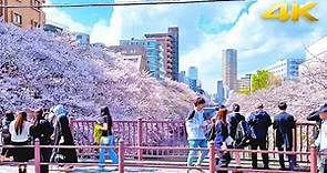 Tokyo Meguro River Cherry Blossoms・4K/Binaural