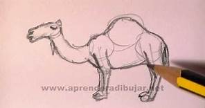Cómo dibujar un camello - Dibujos de animales a lápiz
