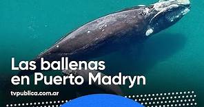Se abre la temporada de avistaje de ballenas en Puerto Madryn - Todos estamos conectados