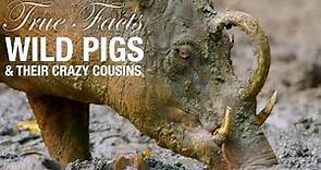True Facts: Wild Pigs
