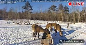 【LIVE】 Webcam Deer Pantry - Brownville | SkylineWebcams