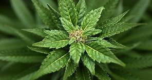 What Is Medical Marijuana Used to Treat?