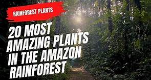 20 Most Amazing Plants in the Amazon Rainforest