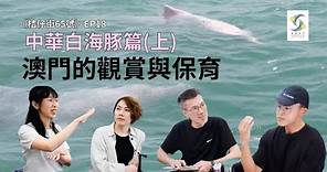 中華白海豚篇(上) 觀賞與保育：《桔仔街65號》EP18