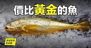 大黃魚：從4毛一斤到價比黃金，40萬一餐飯，300萬一條魚，40年來，大黃魚到底經歷了什麼……|自說自話的總裁