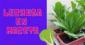 Cómo Cultivar Lechugas en Maceta (Lactuca sativa)