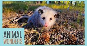 10 Awesome Opossum Facts!